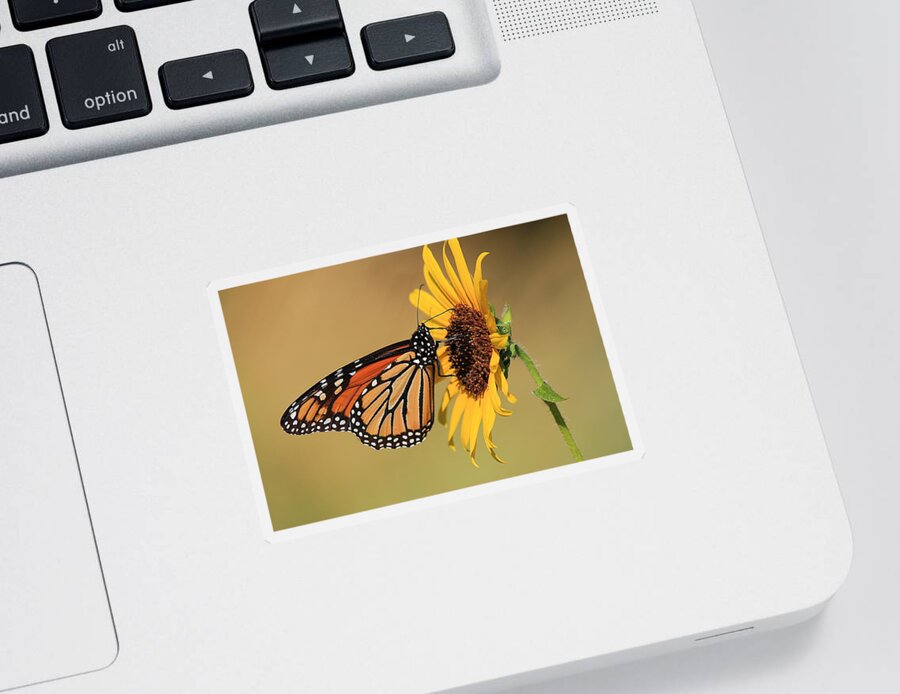 Nature Sticker featuring the photograph Monarch Butterfly on Sun Flower by Sheila Brown