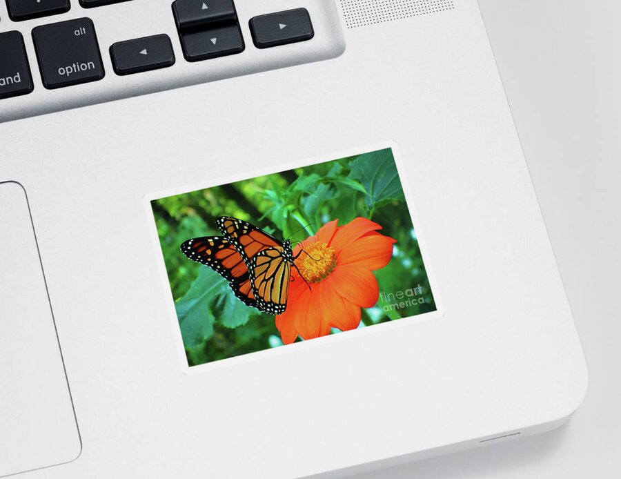 Monarch Sticker featuring the photograph Monarch on Mexican Sunflower by Nicole Angell