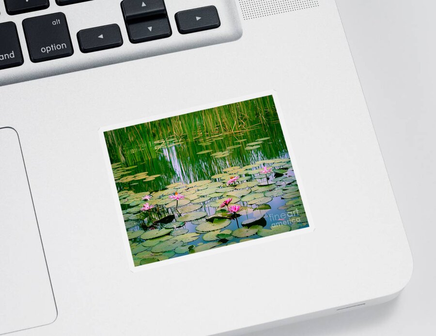 East Coast Sticker featuring the photograph Monet's Waterlilies by Liesl Walsh