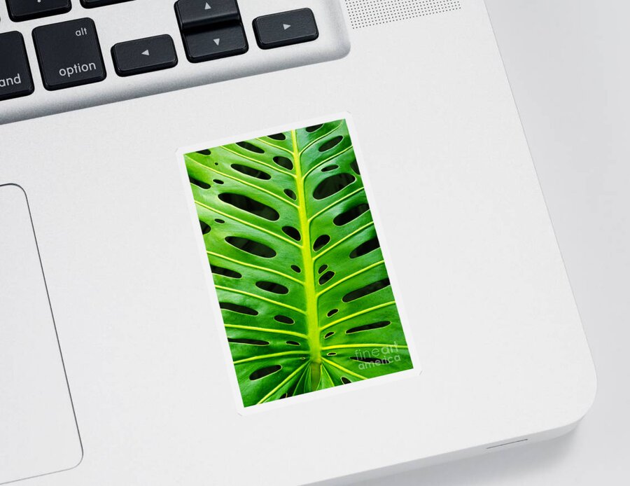 Abstract Sticker featuring the photograph Monstera leaf by Carlos Caetano