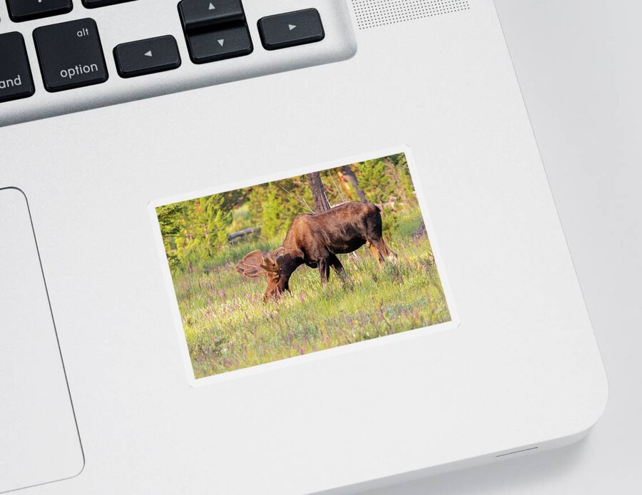 Moose Sticker featuring the photograph Moose Bull Grazes at Dawn by Tony Hake