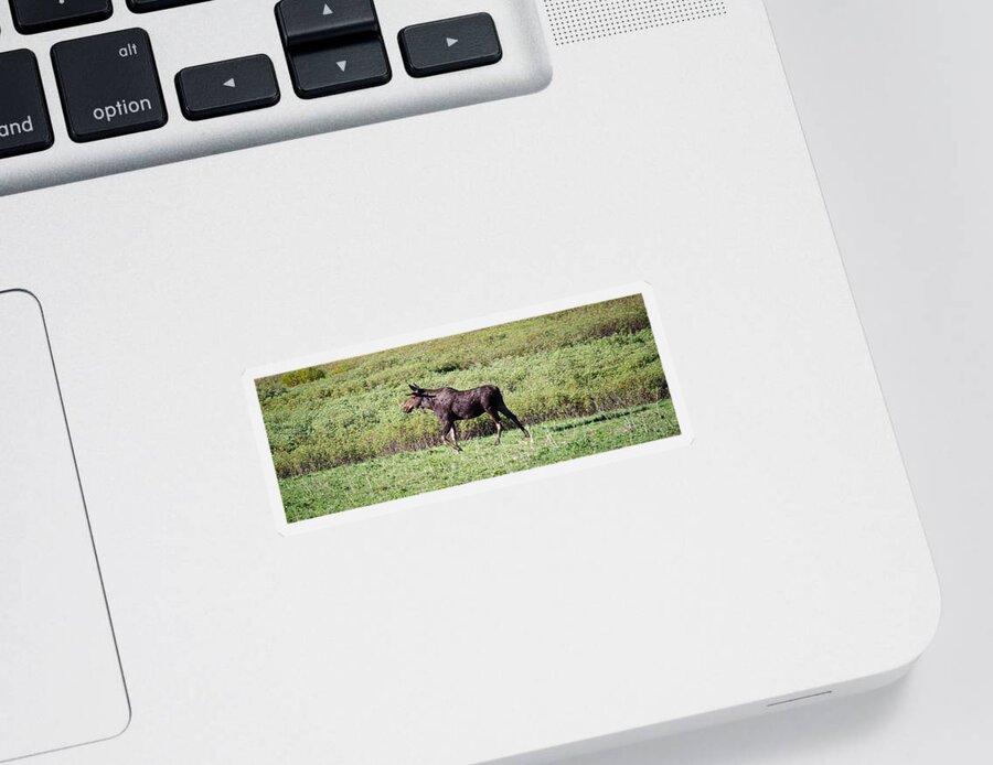 Moose Sticker featuring the photograph Moose by Crystal Wightman