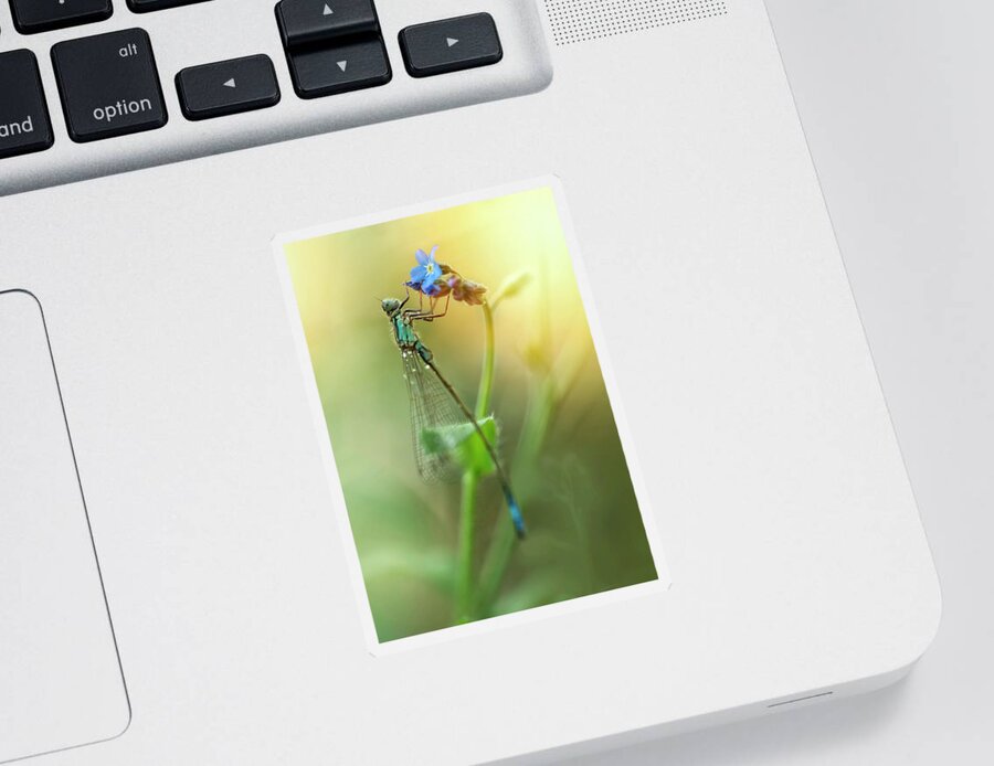 Dragonfly Sticker featuring the photograph Morning impression with blue dragonfly by Jaroslaw Blaminsky