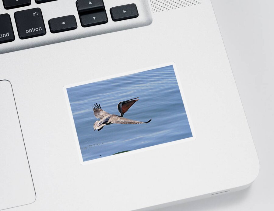 Pelican Sticker featuring the photograph Morning Pelican by Shoal Hollingsworth