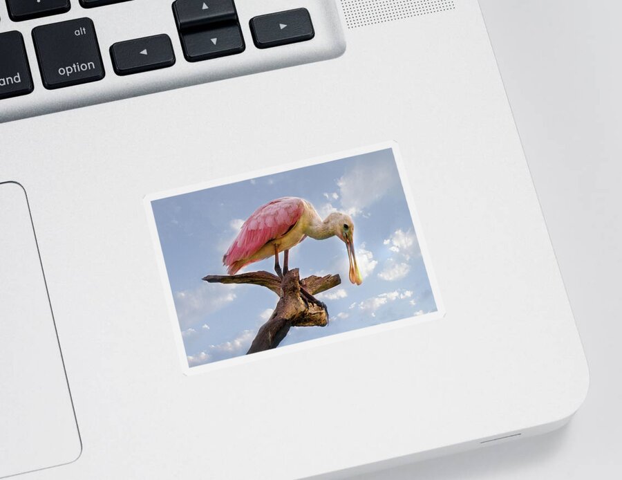 Spoonbill Sticker featuring the photograph Morning Pinks in Blue by Debra and Dave Vanderlaan
