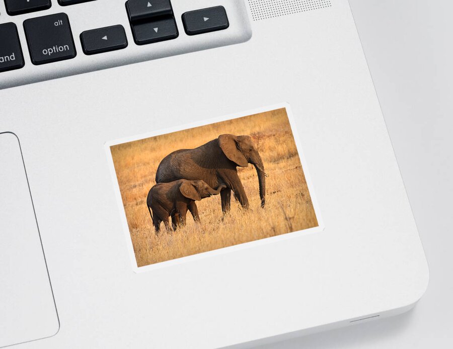 3scape Photos Sticker featuring the photograph Mother and Baby Elephants by Adam Romanowicz