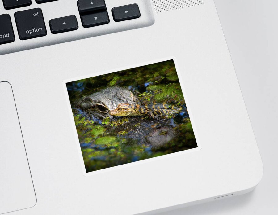 Alligator Sticker featuring the photograph Mother And Baby by Mark Andrew Thomas