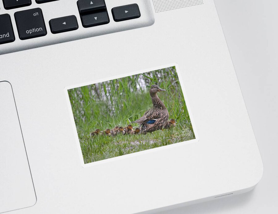 Duck Sticker featuring the photograph Mother's March by Vivian Martin