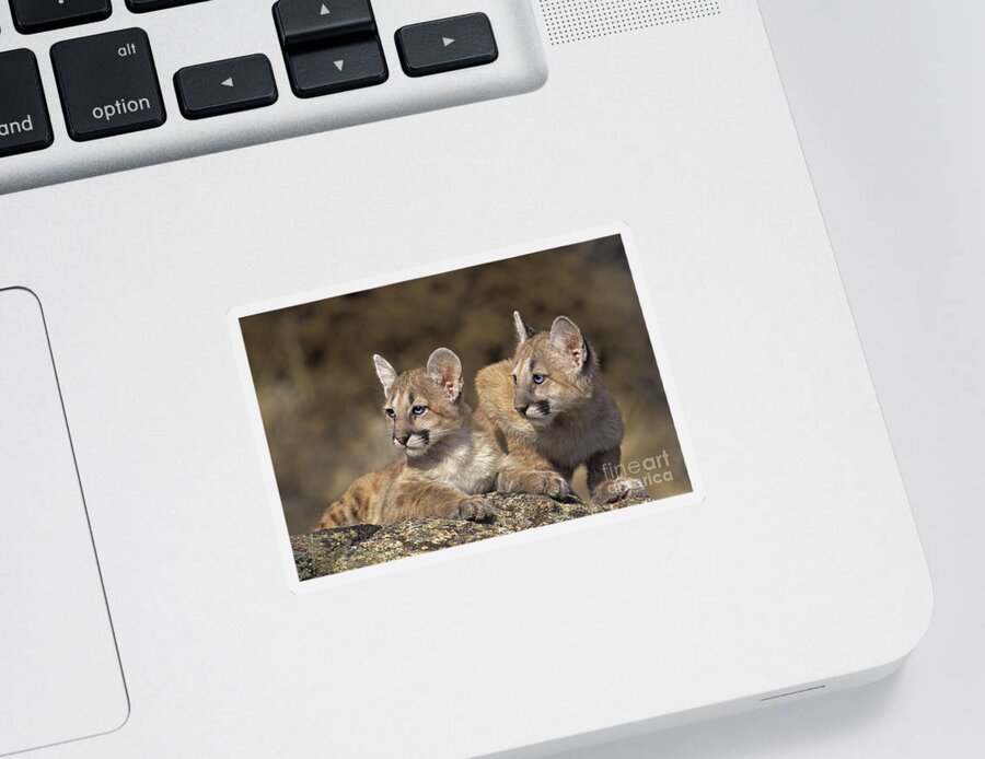 Mountain Lion Sticker featuring the photograph Mountain Lion Cubs on Rock Outcrop by Dave Welling
