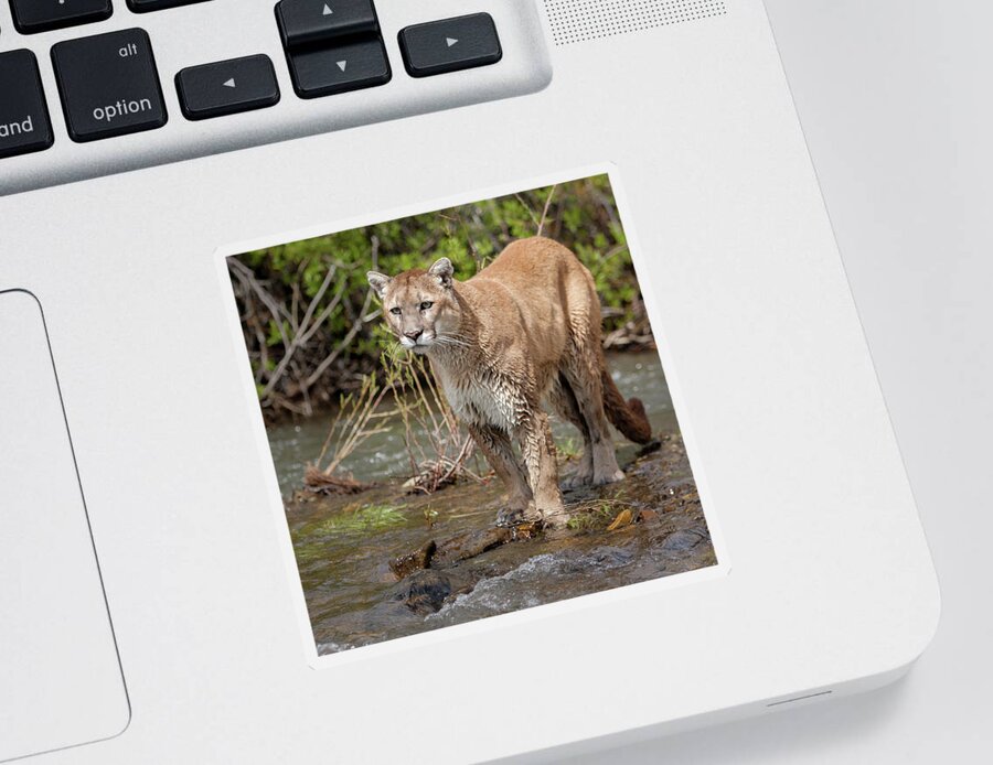 Animal Sticker featuring the photograph Mountain Lion in Stream by Jerry Fornarotto