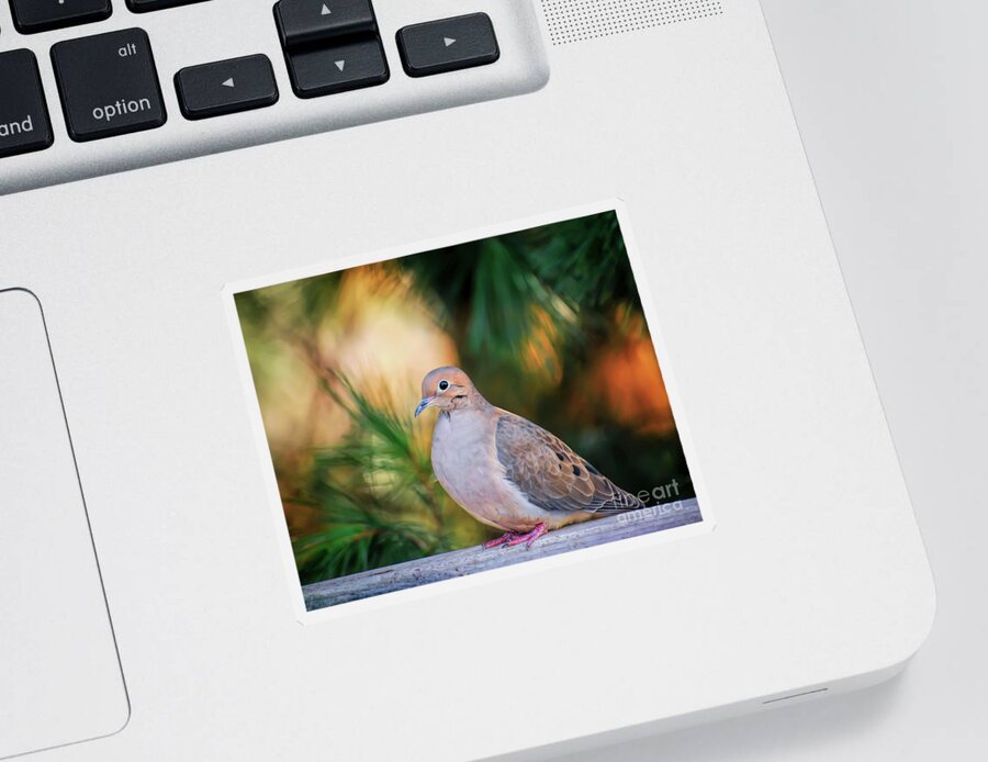 Dove Sticker featuring the photograph Mourning Dove Bathed in Autumn Light by Kerri Farley of New River Nature