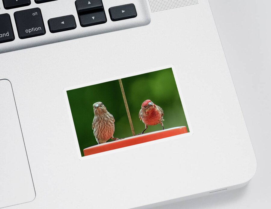 Purple Finches Sticker featuring the photograph Mr. and Mrs. Purple Finch by Michael Hall