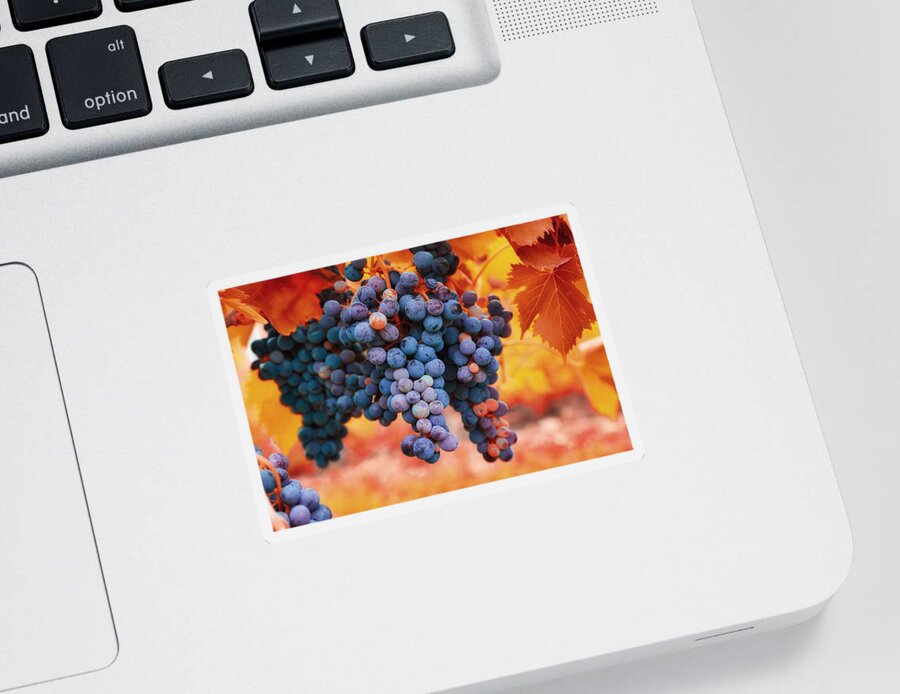 Multicolored Grapes Sticker featuring the photograph Multicolored grapes by Lynn Hopwood