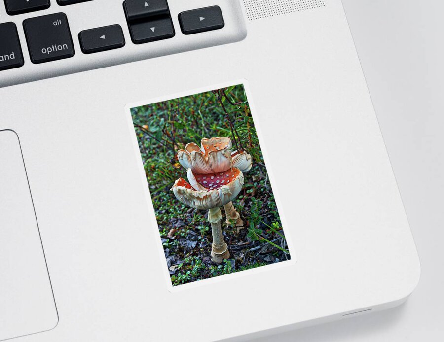 Mushroom Sticker featuring the photograph Mushroom Gills by Cathy Mahnke