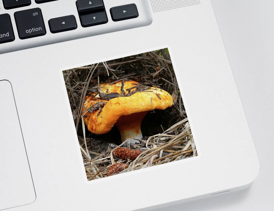 Lobster Sticker featuring the photograph Mushroom in the Pines by Laurel Powell