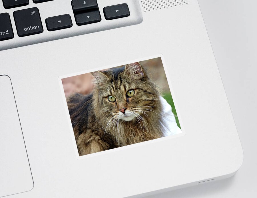 Maine Coon Cat Sticker featuring the photograph My Neighbor by Lyuba Filatova