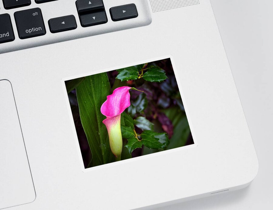 Calla Lily Sticker featuring the photograph Nancy's Calla Lily with Holly by Bill Swartwout