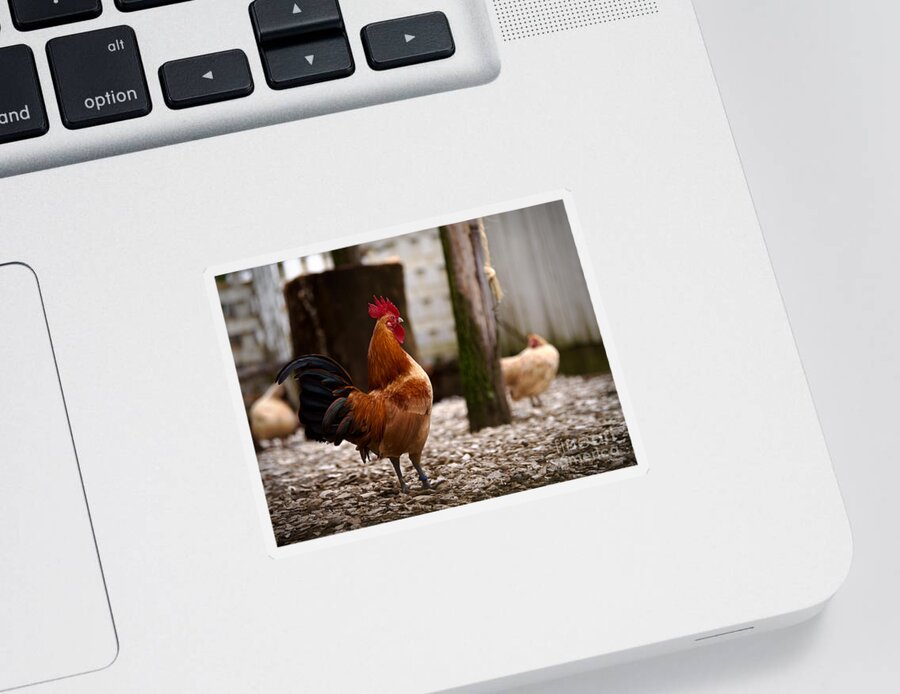 Rooster Sticker featuring the photograph Nankin Bantam Rooster by Rachel Morrison