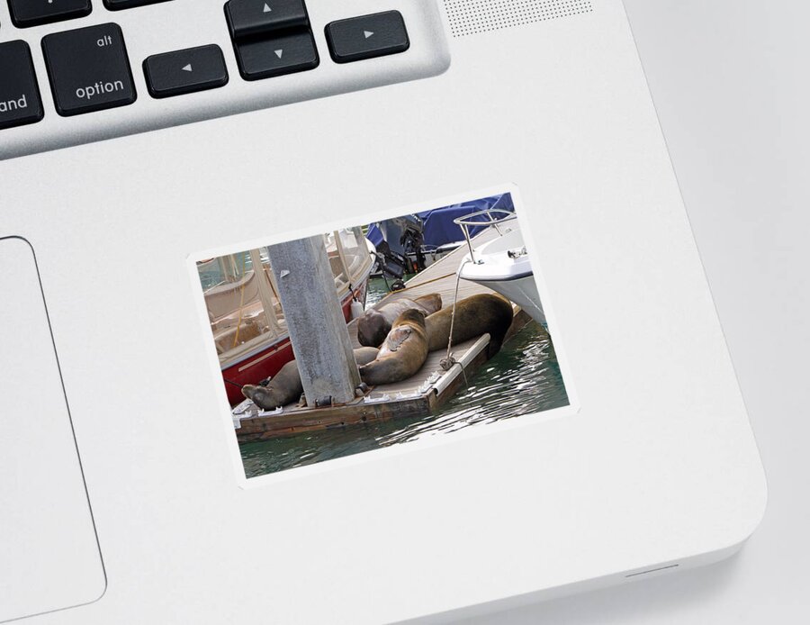 Sea Lion Sticker featuring the photograph Nap Time by Shoal Hollingsworth