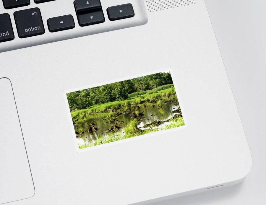 Grass Sticker featuring the photograph Nature preserve swamp by Sam Rino
