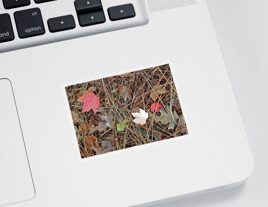 Bille Park Sticker featuring the photograph Nature's Collage by Michele Myers