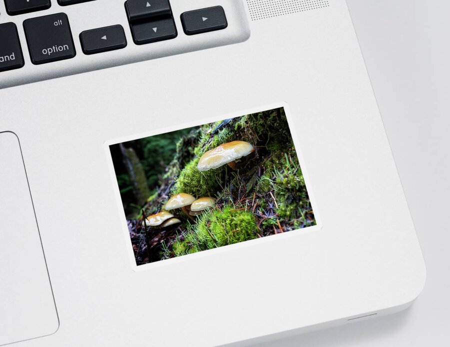 Mushroom Sticker featuring the photograph Nature's Little Helpers by Belinda Greb