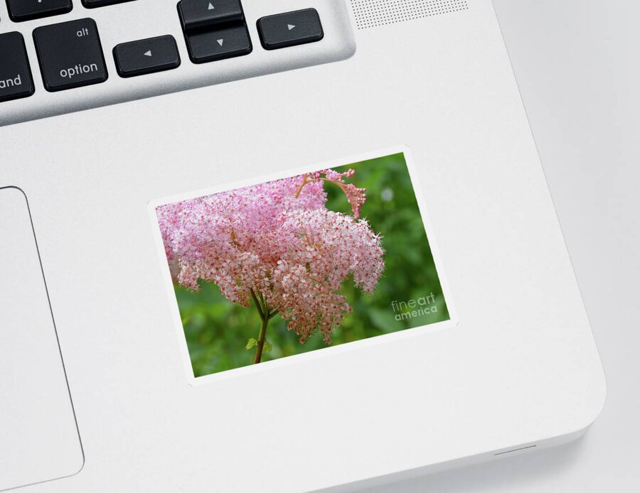 Pink Sticker featuring the photograph Natures Untouched Beauty by Robyn King