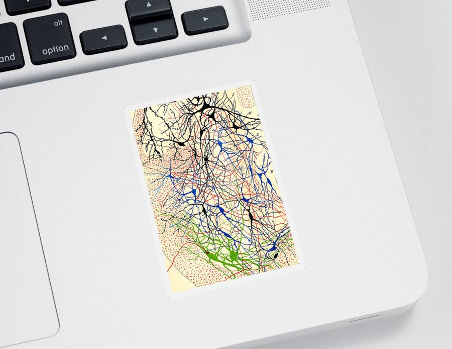 History Sticker featuring the photograph Nerve Cells Santiago Ramon y Cajal by Science Source