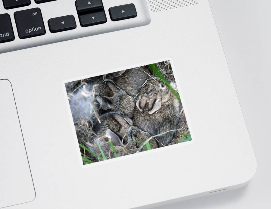 Bunny Sticker featuring the photograph Nestled in their Den by Laurel Best