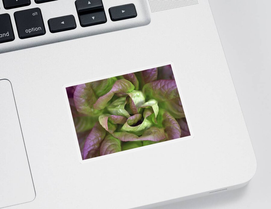 Lettuce Sticker featuring the photograph New Lettuce by Joseph Skompski