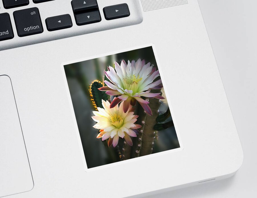 Night-blooming Cactus Sticker featuring the photograph Night-Blooming Cereus 3 by Marilyn Smith