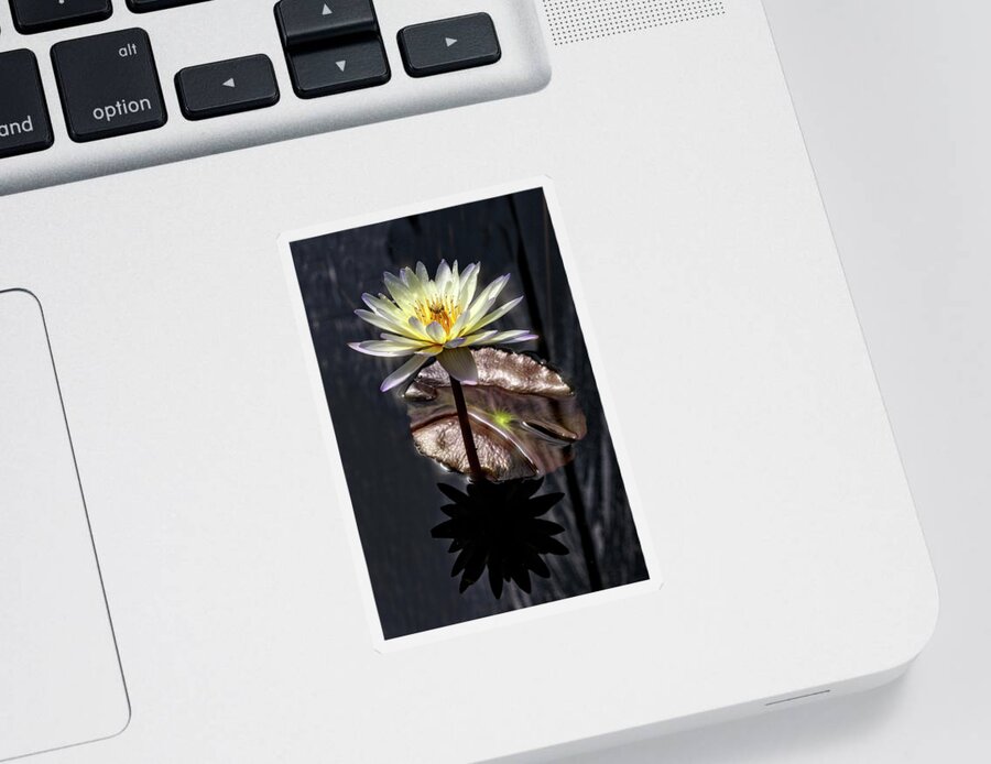 Night Blooms Sticker featuring the photograph Night Blooms by Wes and Dotty Weber