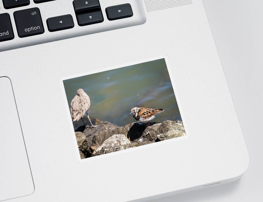 Turnstone Sticker featuring the photograph No Stone Unturned by Alex Lapidus