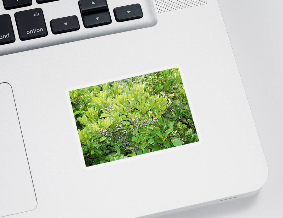 Plant Sticker featuring the photograph Northern Bayberry by John Kaprielian