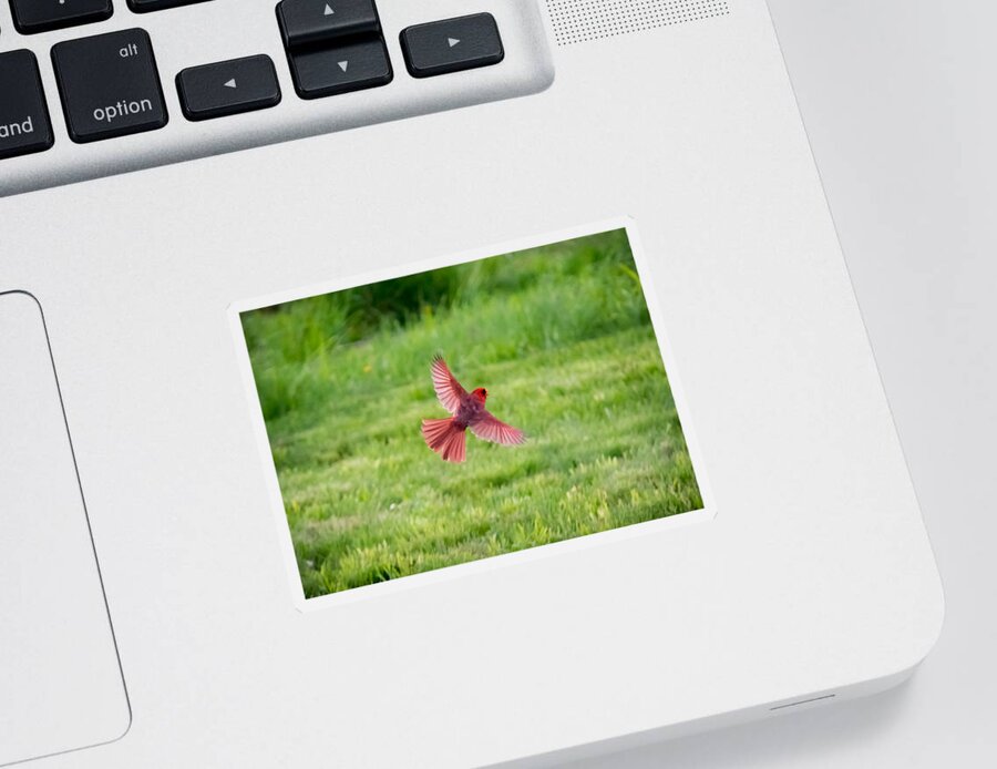 Northern Cardinal Sticker featuring the photograph Northern Cardinal in Flight by Holden The Moment