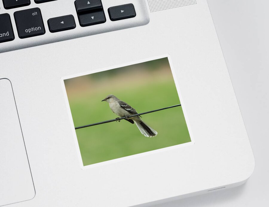 Bird Sticker featuring the photograph Northern Mockingbird by Holden The Moment