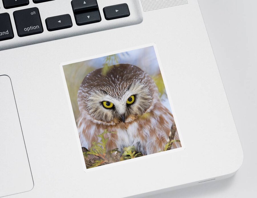 Northern Saw-whet Owl Sticker featuring the photograph Northern Saw-whet Owl Portrait by Mircea Costina Photography