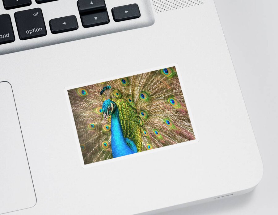 Peacocks Sticker featuring the photograph Not Just A Pretty Face by Kristina Rinell