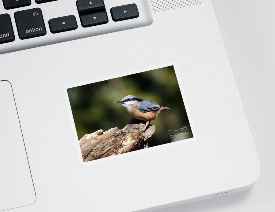 Nuthatch Sticker featuring the photograph Nuthatch by Maria Gaellman
