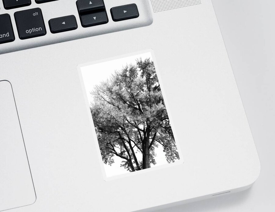 Tree Sticker featuring the photograph Oak in Autumn Black and White by Angela Rath