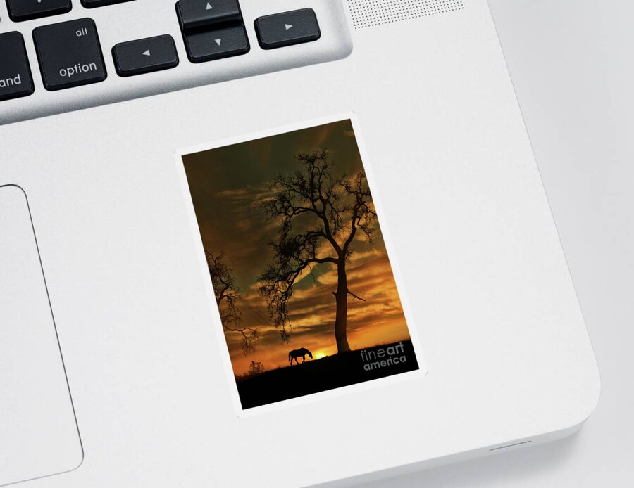 Horse Sticker featuring the photograph Oak Tree and Horse Sunrise by Stephanie Laird