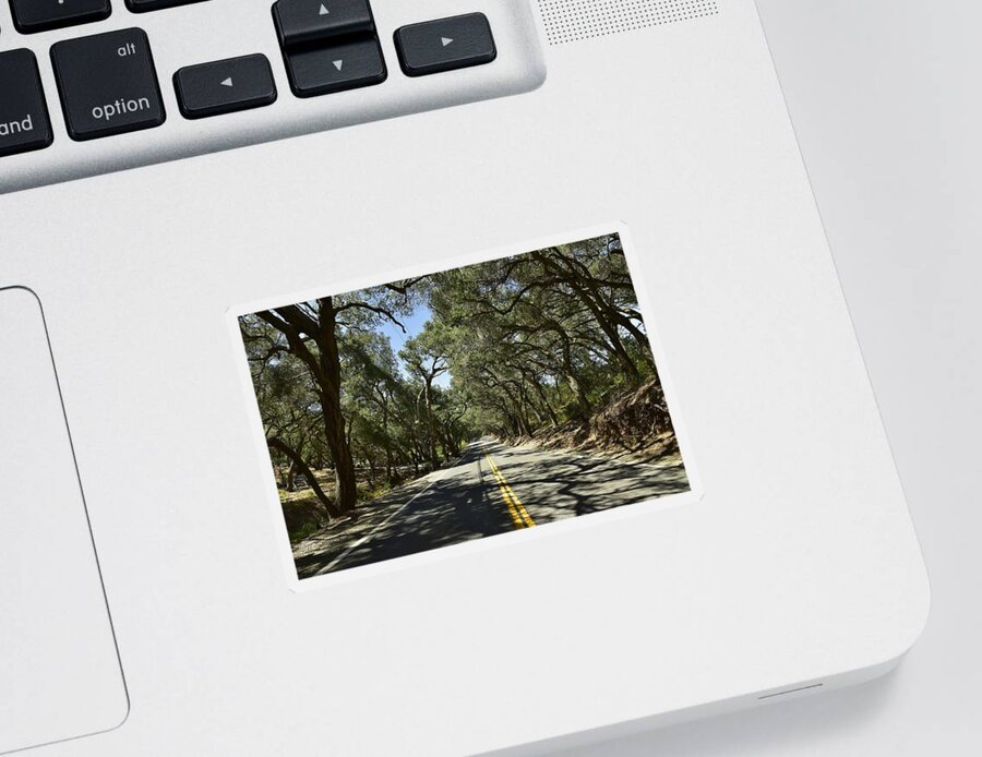 Linda Brody Sticker featuring the photograph Oak Trees Along Live Oak Canyon Road by Linda Brody