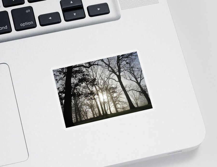 Fog Sticker featuring the photograph Oaks in Silhouette by Brooke Bowdren