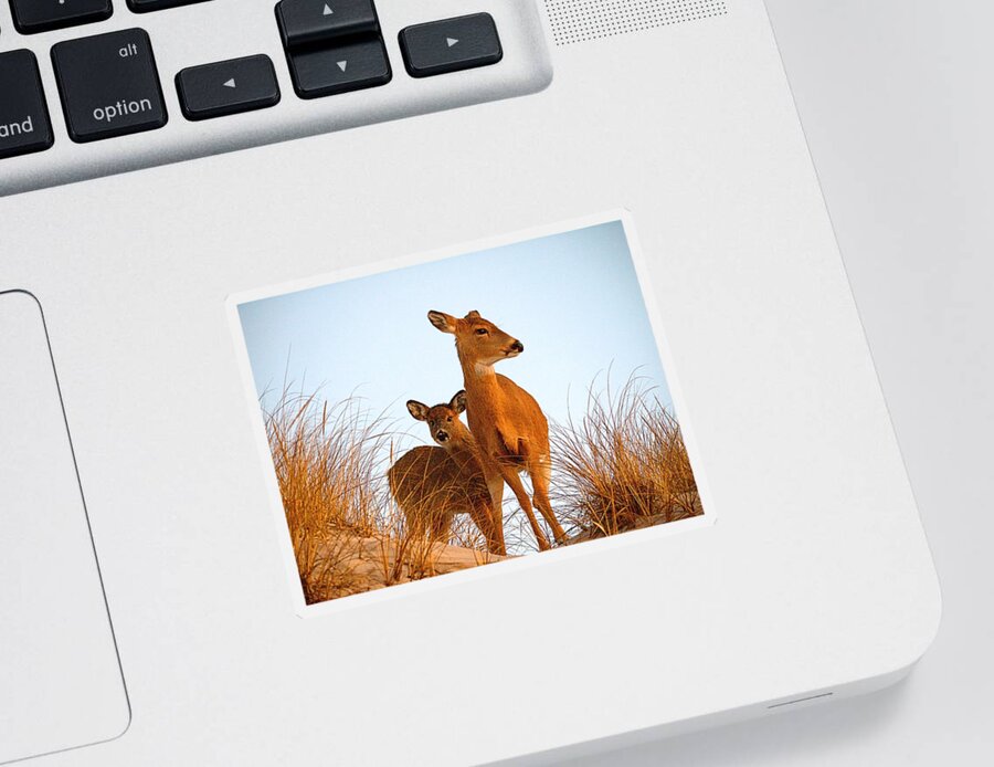 Deer Sticker featuring the photograph Ocean Deer by Newwwman