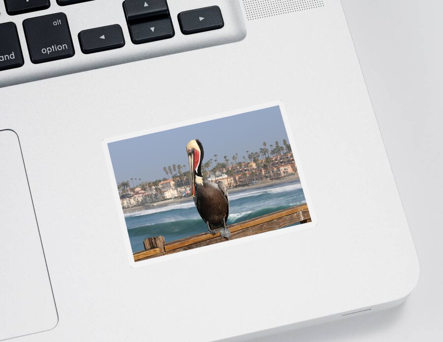 Brown Pelican Sticker featuring the photograph Oceanside Pelican by Christy Pooschke