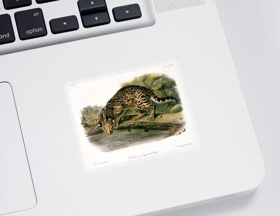 1846 Sticker featuring the drawing Ocelot - Felis Pardalis by John James Audubon