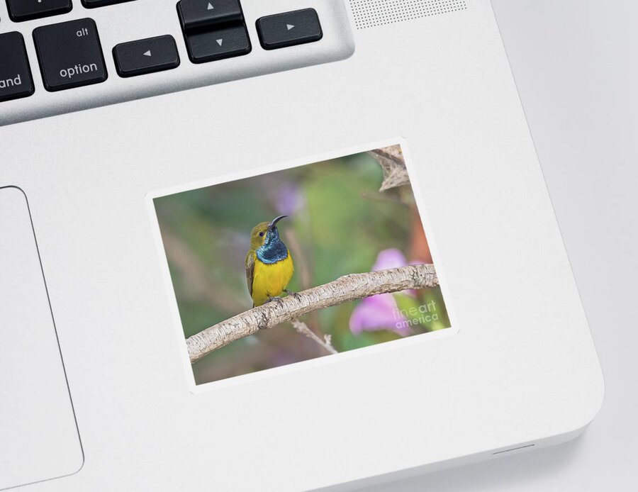 2014 Sticker featuring the photograph Olive-backed Sunbird by Jean-Luc Baron