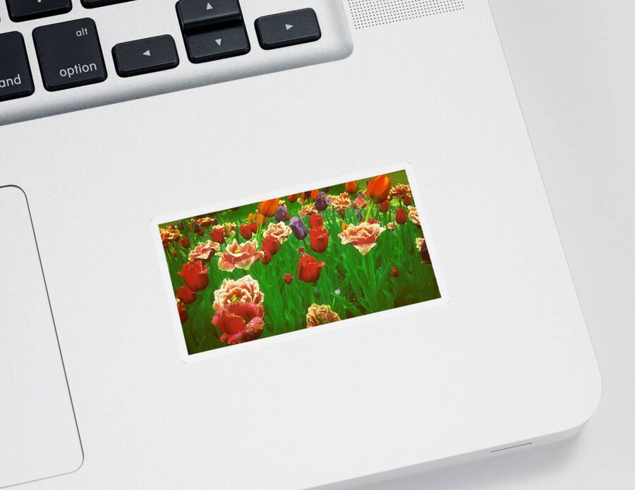 Tulips Sticker featuring the photograph On a Bed of Green by Michelle Calkins