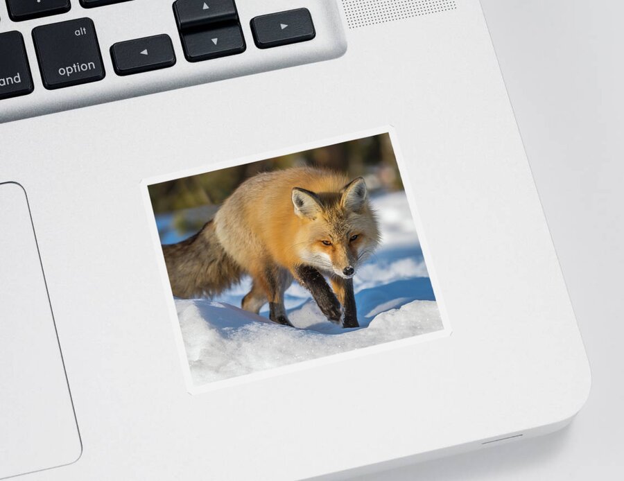 Red Fox Sticker featuring the photograph On Point by Yeates Photography