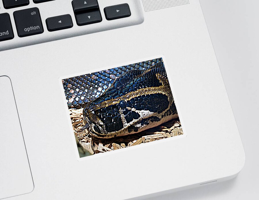 Snake Sticker featuring the photograph On The Hunt by Bob Johnson